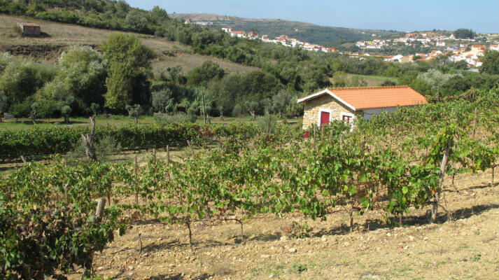 Blend_All_About_Wine_Manz_Wine_Rocky_Vineyard_Overlooking_Cheleiros