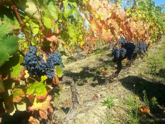 deleafed vines at Sairrao 302