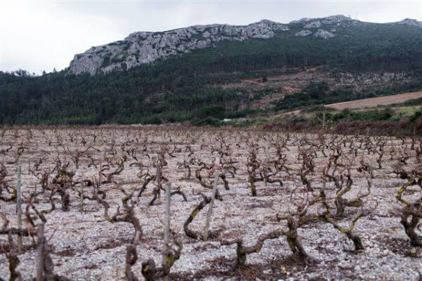 The Pedra vineyard plateau at 350 m altitude heading North  80 year old vines in limestone gobelet of Vital