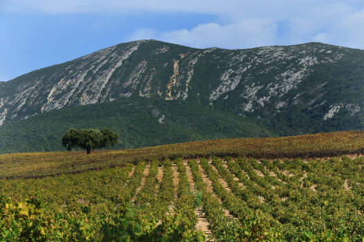 Blend-All-About-Wine-Aposto-na-Peninsula-de-Setubal-1