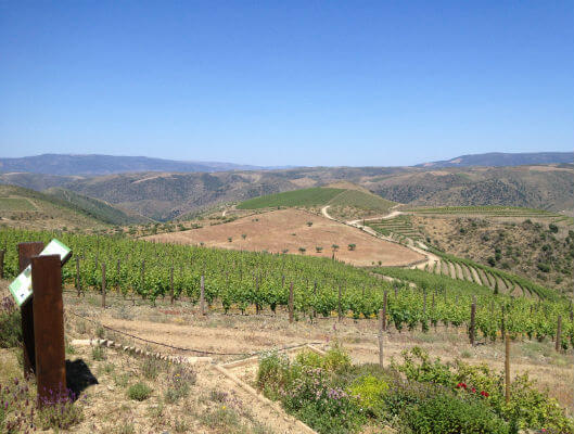 Blend-All-About-Wine-Festival-do-Vinho-do-Douro-A-Region-With-So-Much-to-Offer