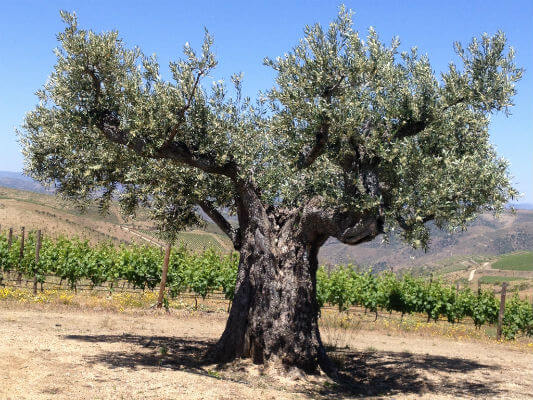 Blend-All-About-Wine-Festival-do-Vinho-do-Douro-Superior-Olive-Tree