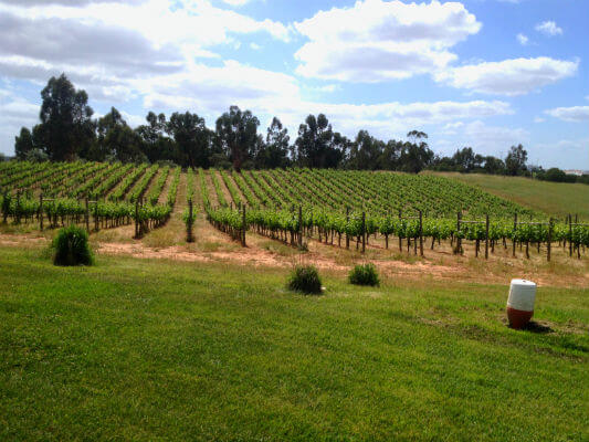 Herdade dos Grous 170 Acres of Vineyards