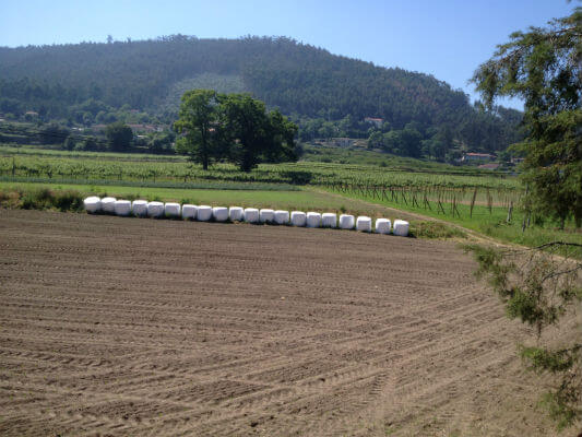 Blend-All-About-Wine-Old-Wines-From-Casa-de-Paços-the-new-vines-still-being-planted
