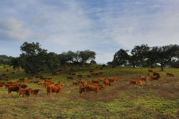 Blend-All-About-Wine-Monte-da-Ravasqueira-Herdade-The-Cattle
