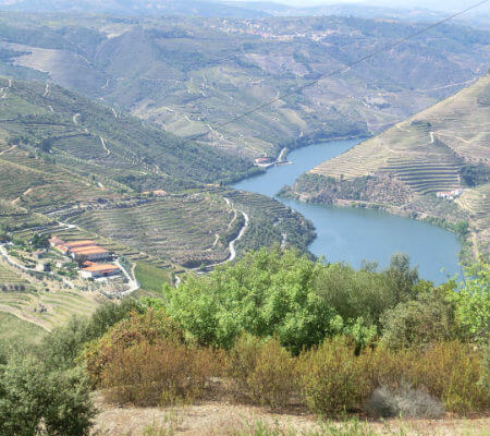 Blend-All-About-Wine-Grape-harvesting-Douro-3