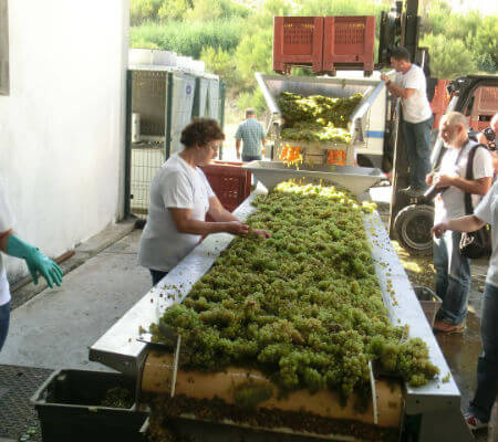 Blend-All-About-Wine-Quinta de Cidrô-Sourcing-grapes