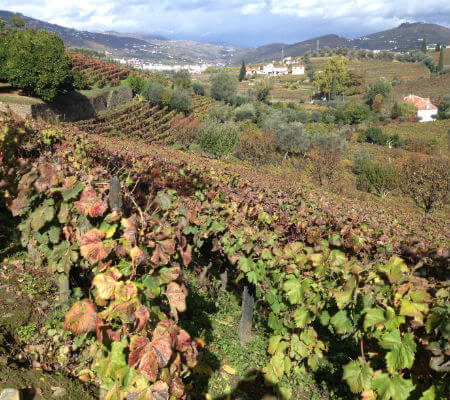 Blend-All-About-Wine-Quinta da Casa Amarela-the-vines