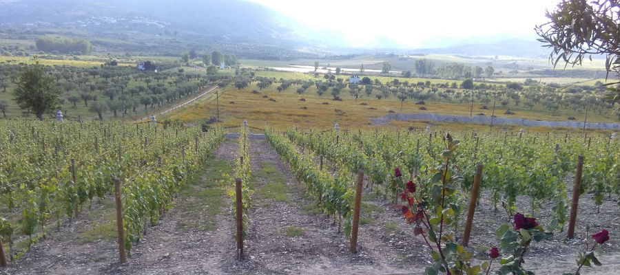 Blend-All-About-Wine-Quinta da Terrincha-Vineyards